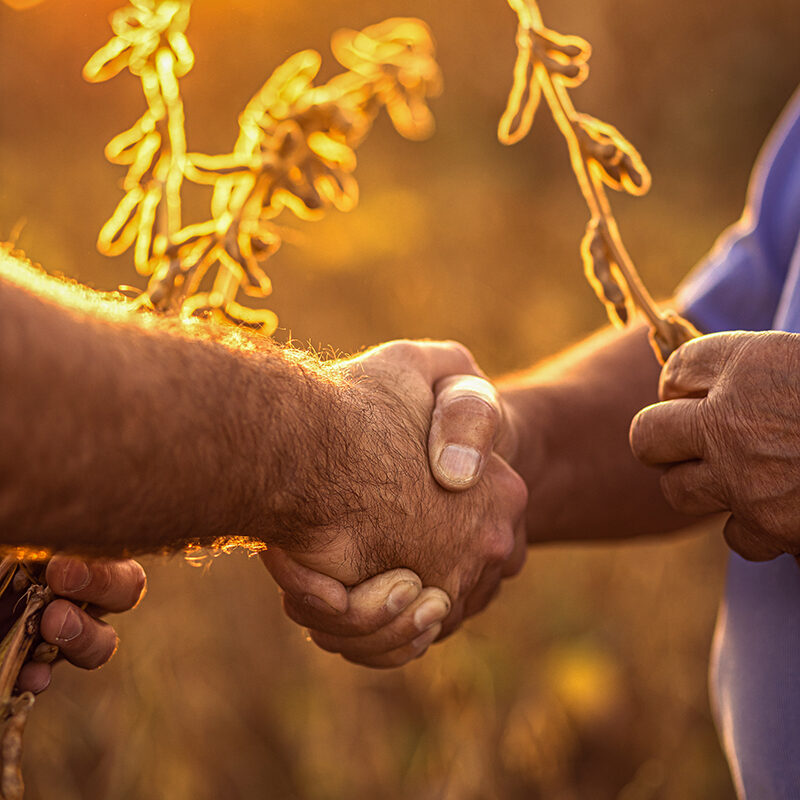 Close up of two farmers hands in soy field making agreement with handshake before harvest at sunset.